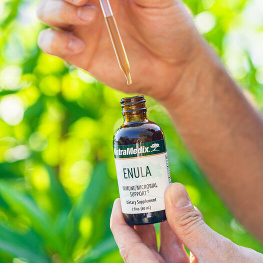 Enula